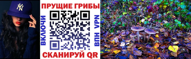 Купить где  Тара  Псилоцибиновые грибы Psilocybe 